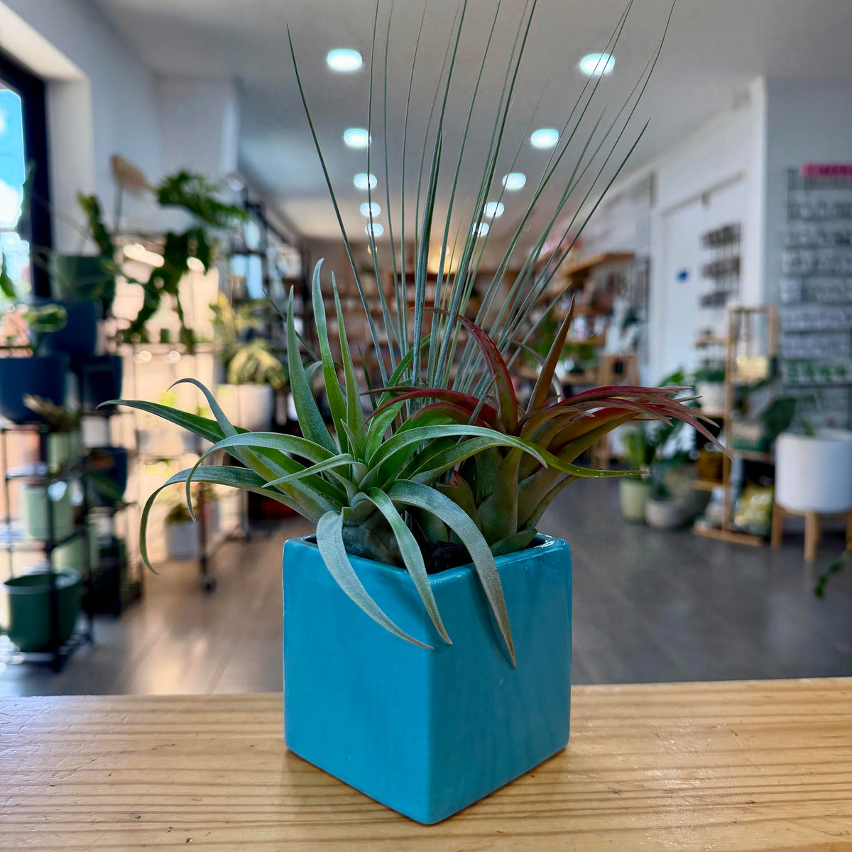 Air Plant Arrangement