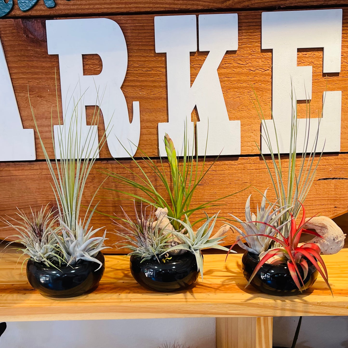 Open Terrarium Air Plant Arrangement
