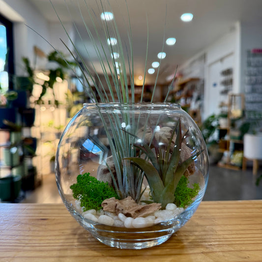 Air Plant Arrangement
