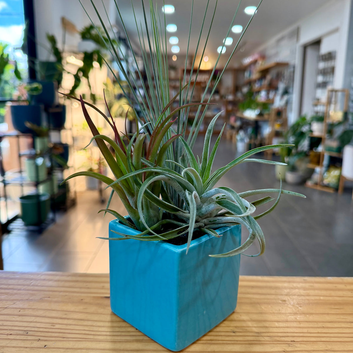 Air Plant Arrangement