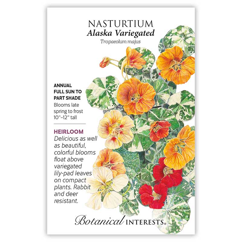 Nasturtium seeds 'Alaska Variegated'