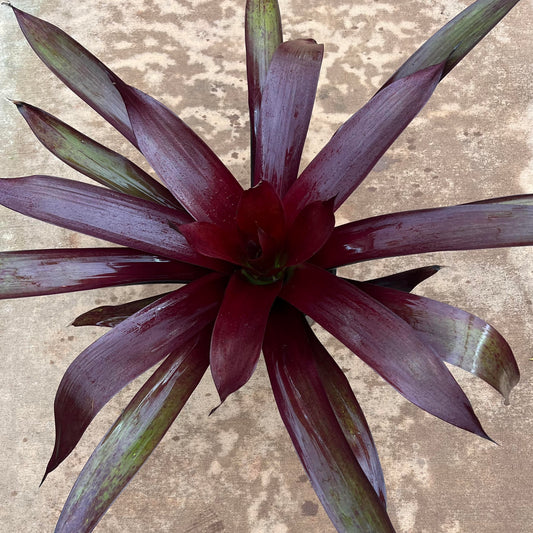 Bromeliad 'Vriesea sanguinolenta'