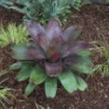 Alcantarea 'Volcano Mist'