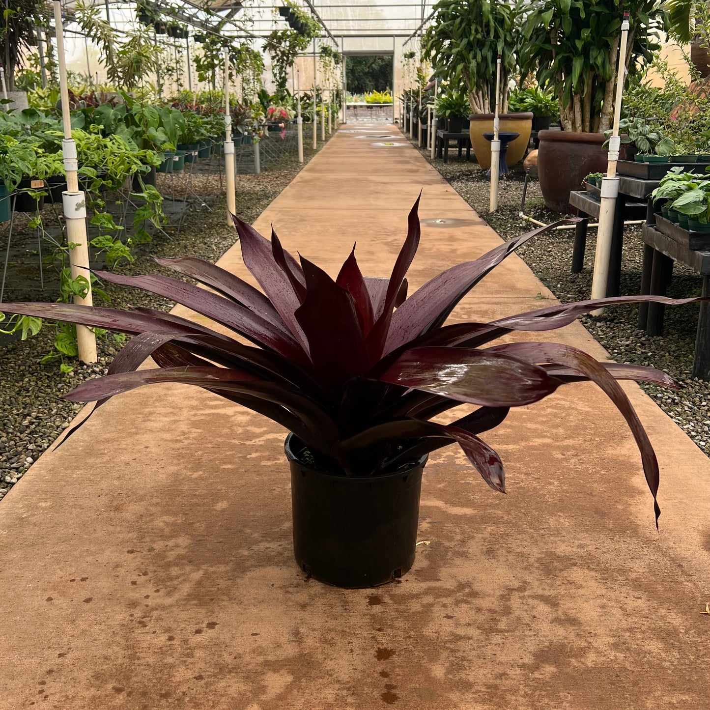 Bromeliad 'Vriesea sanguinolenta'