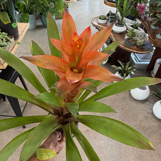 Guzmania 'Alegra'