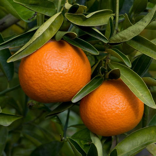 Algerian Clementine Semi Dwarf