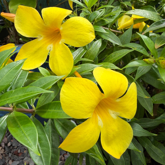 Allamanda cathartica 'Compacta'