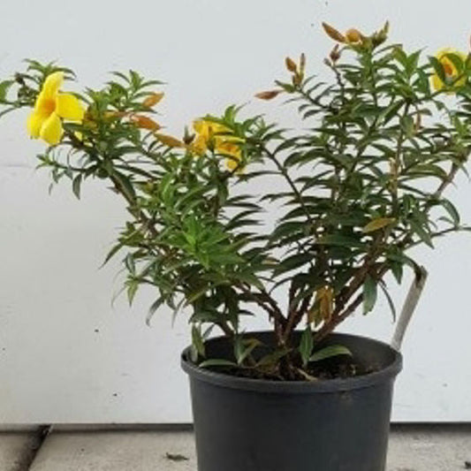 Allamanda cathartica 'Compacta'