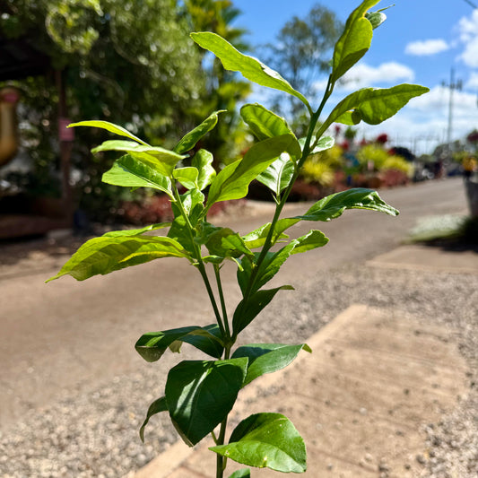 Allen Eureka Lemon — 1G