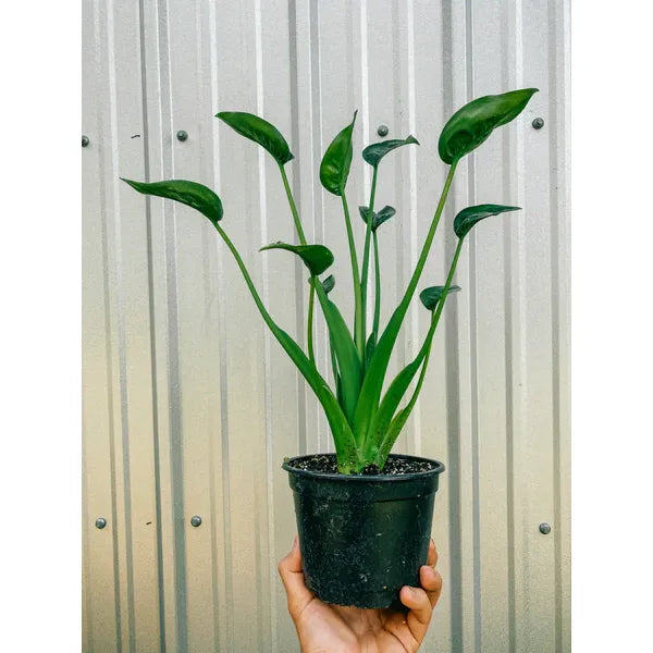 Alocascia 'Tiny Dancer'