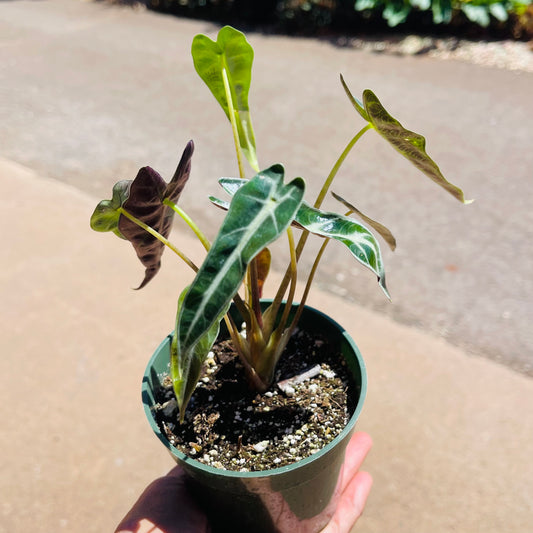 Alocasia "Fairy"