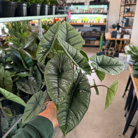 Alocasia bisma 'Platinum'