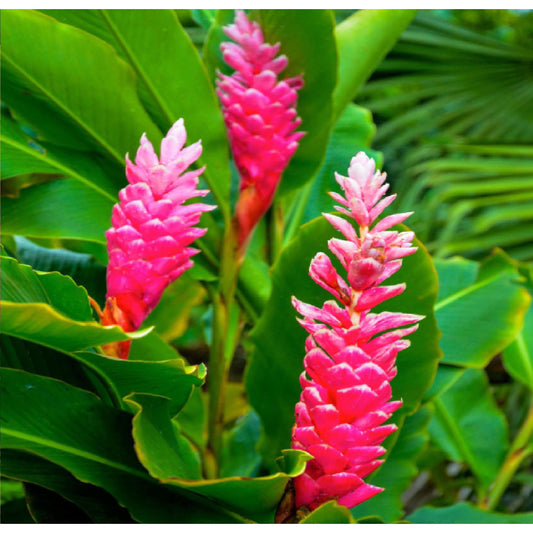 Alpinia purpurata, "Red/Pink Ginger"