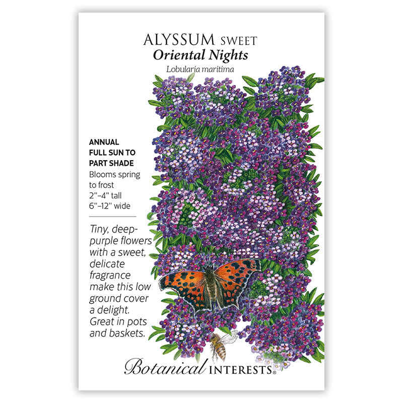 Alyssum seeds 'Oriental Nights'