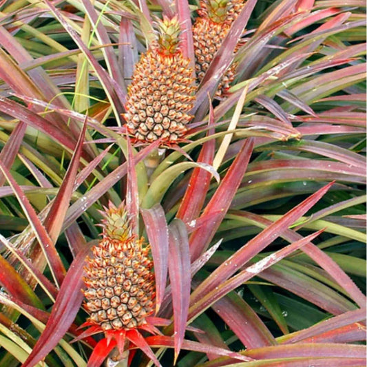 Ananas Comosus Pineapple Ornamental