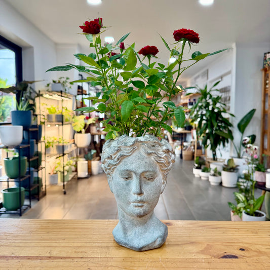 Aphrodite Cement Head Planter