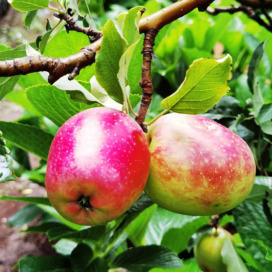 Apple Tree, "Anna Apple"