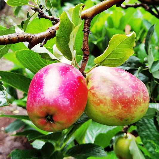 Apple Tree, "Anna Apple"