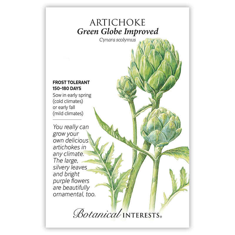 Artichoke seeds Green Globe Improved'