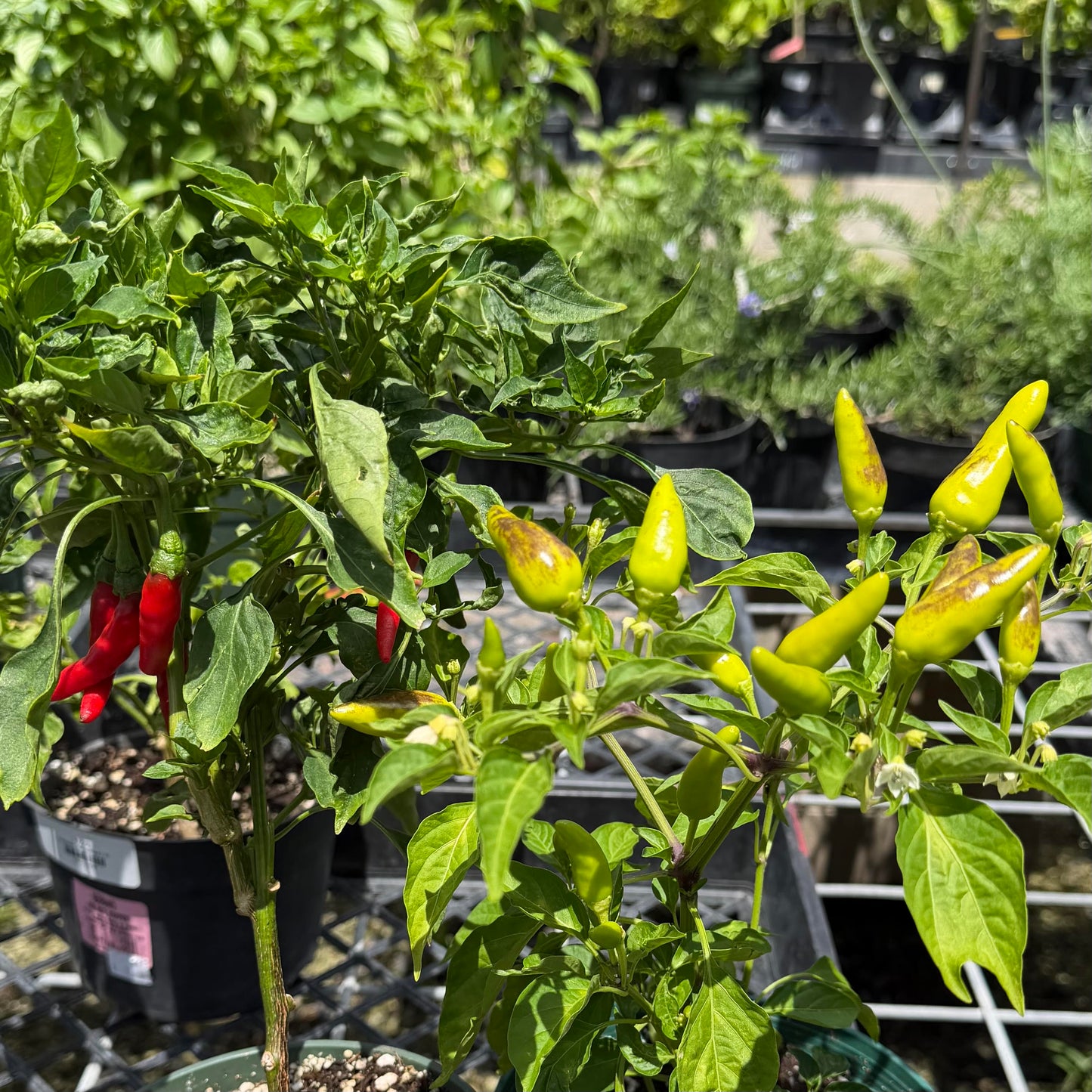 Peppers, Assorted