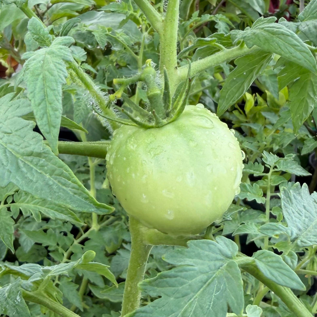 Tomato, Assorted