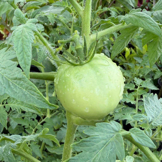 Tomato, Assorted
