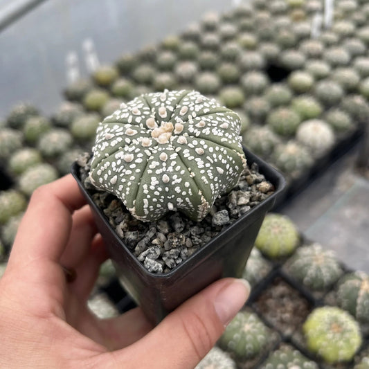Astrophytum Asterias
