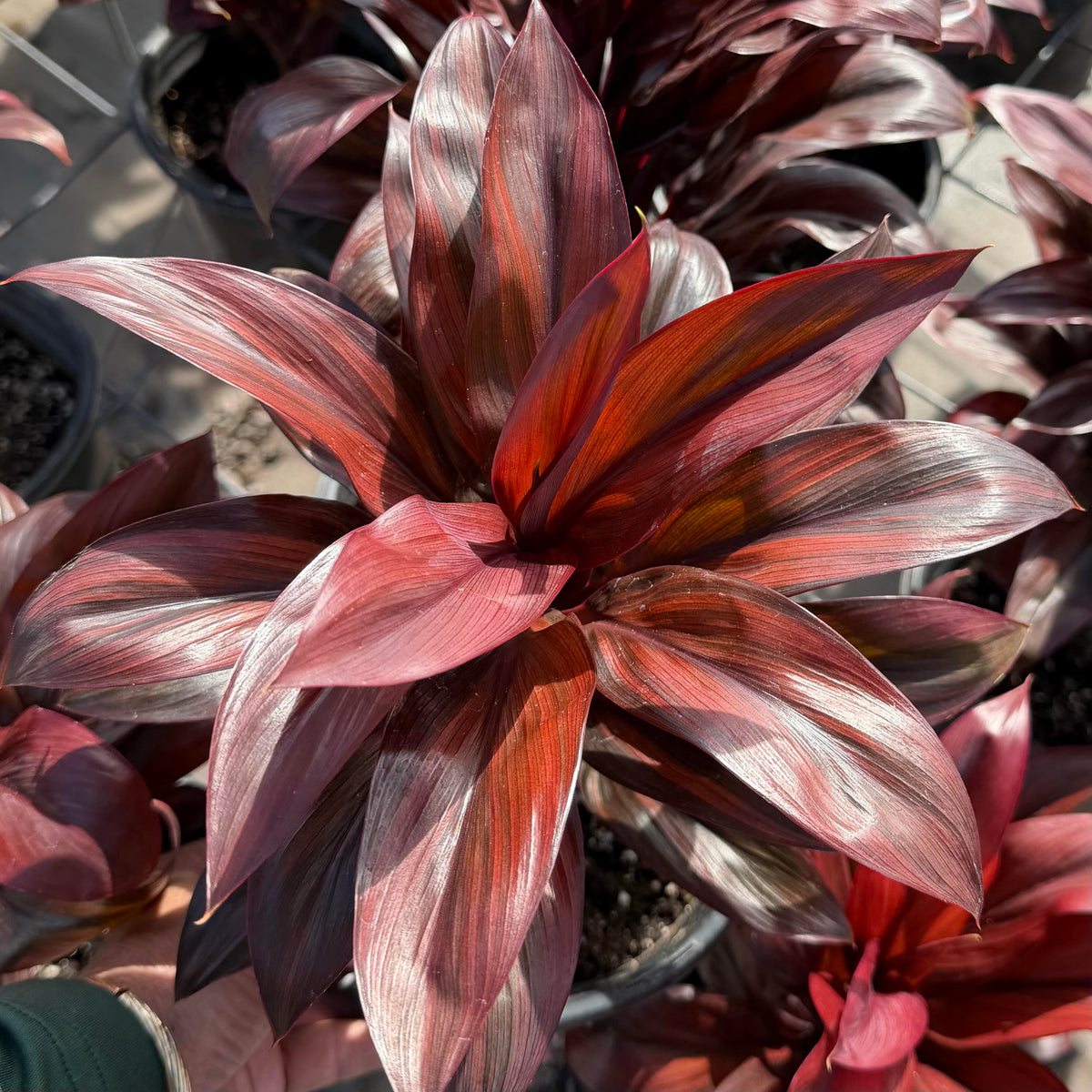 Cordyline fruticosa 'Quantro' (Ti Leaf)