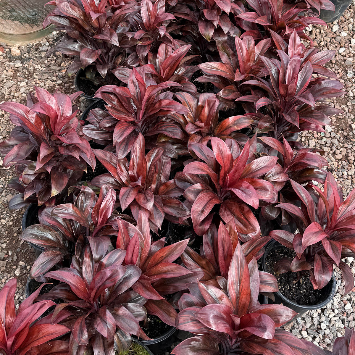 Cordyline fruticosa 'Quantro' (Ti Leaf)