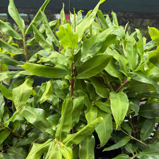 Awapuhi 'Variegated'