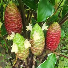 Awapuhi, "Variegated"