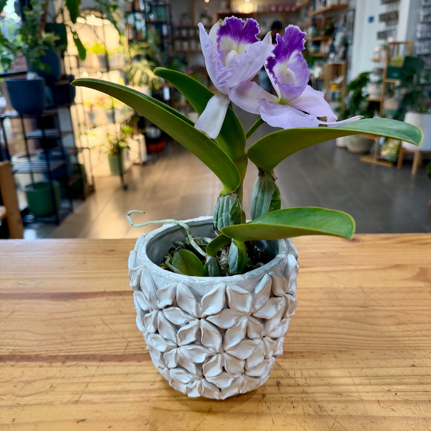Cattleya Orchids