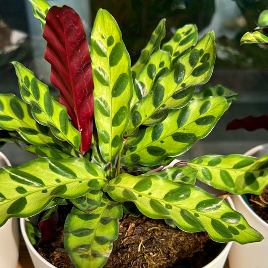 Calathea lancifolia