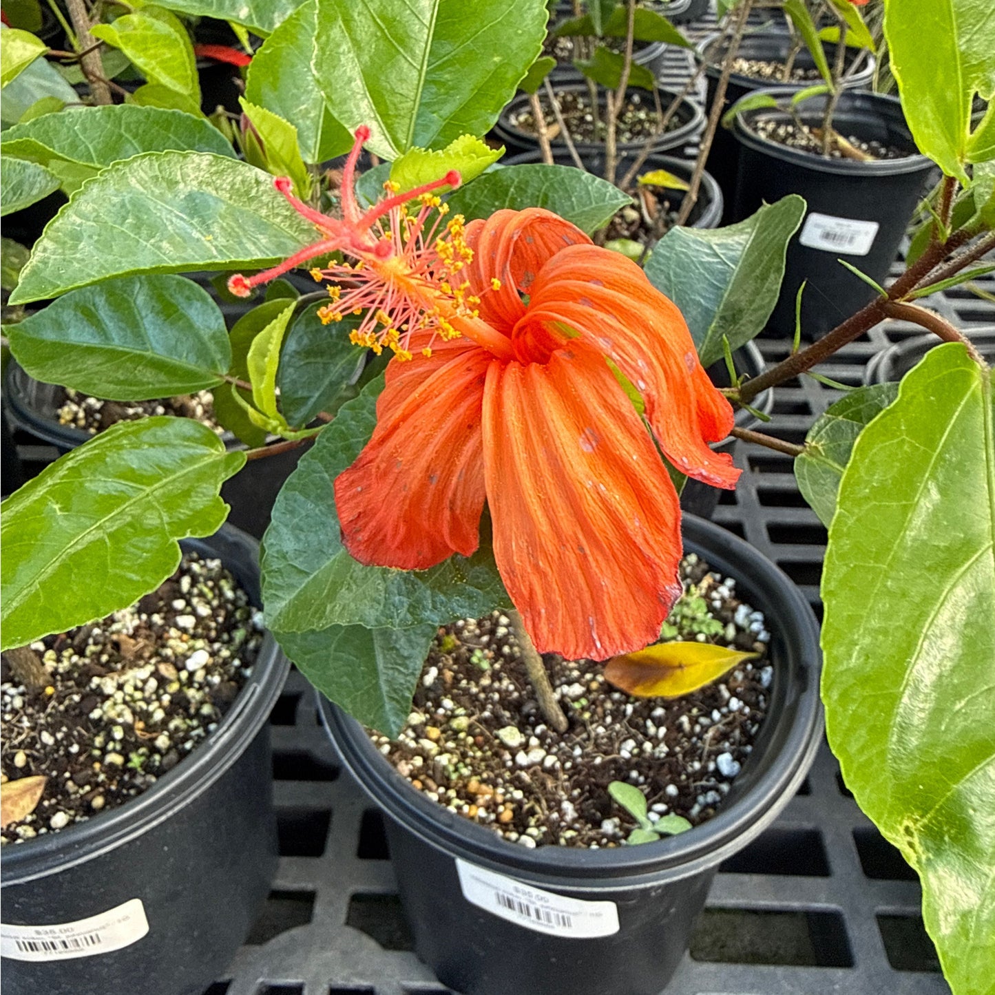 Hibiscus kokio, "St. johnianus"