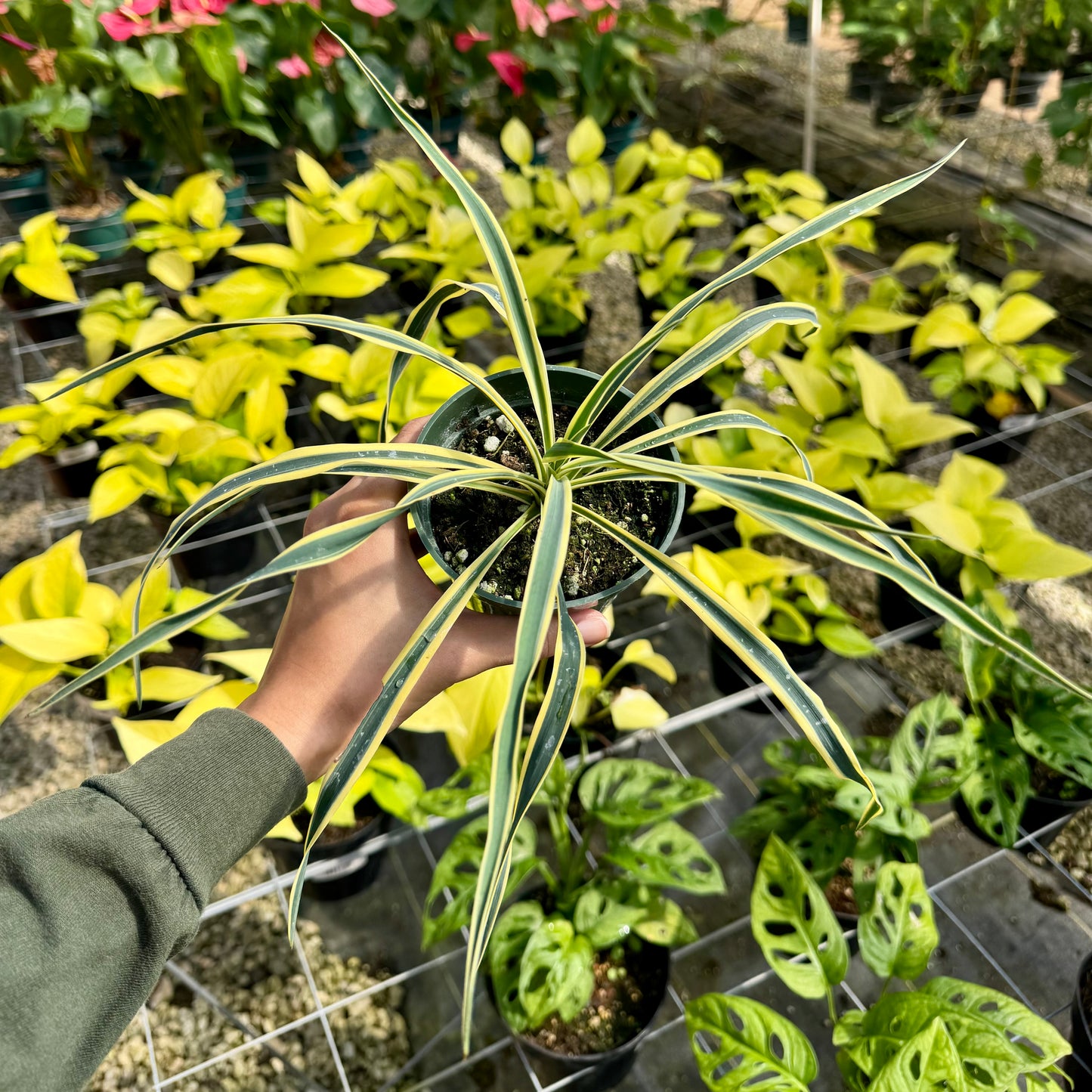Yucca filamentosa 'Color Guard'