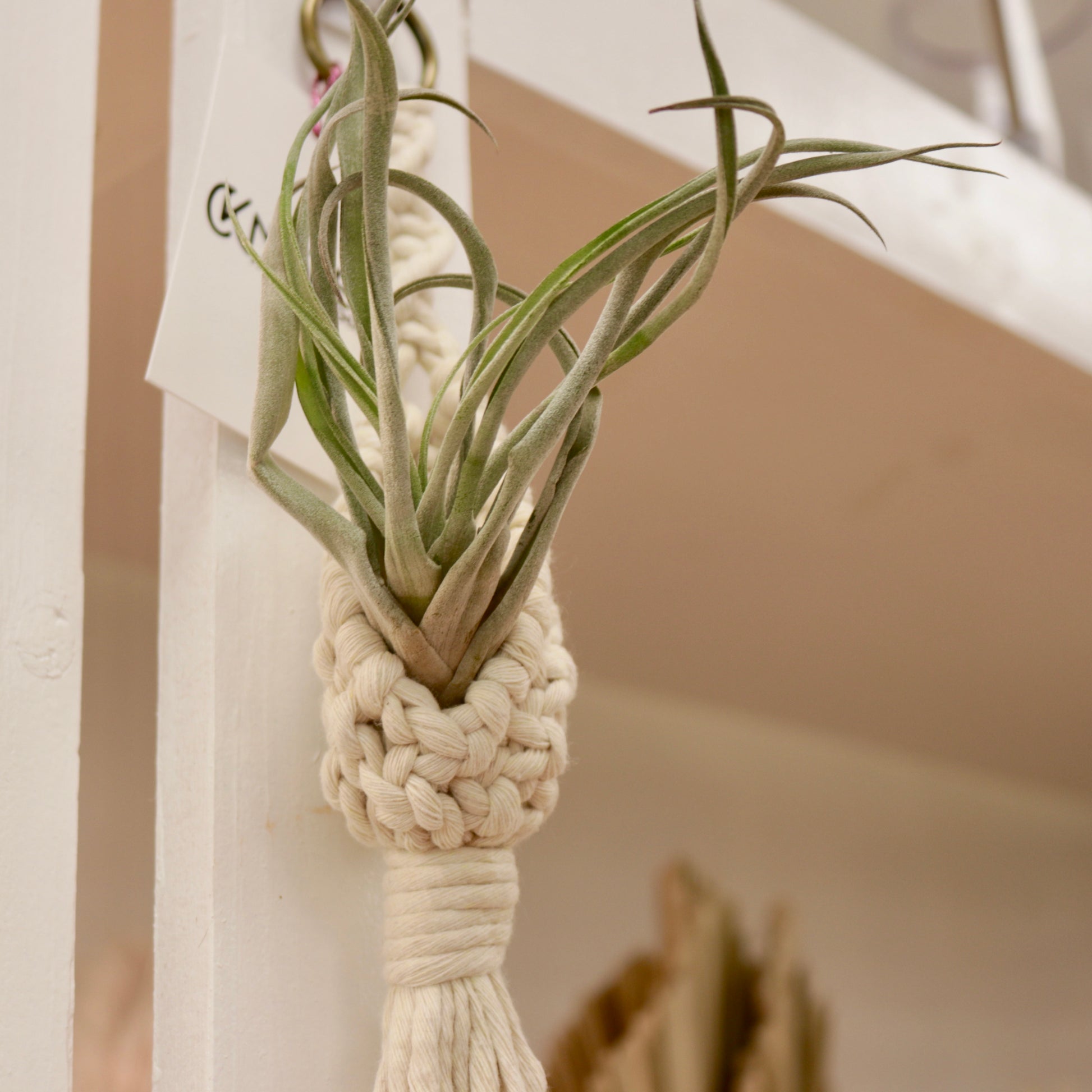 macrame air plant Macrame Air Plant Pod – Mari's Gardens