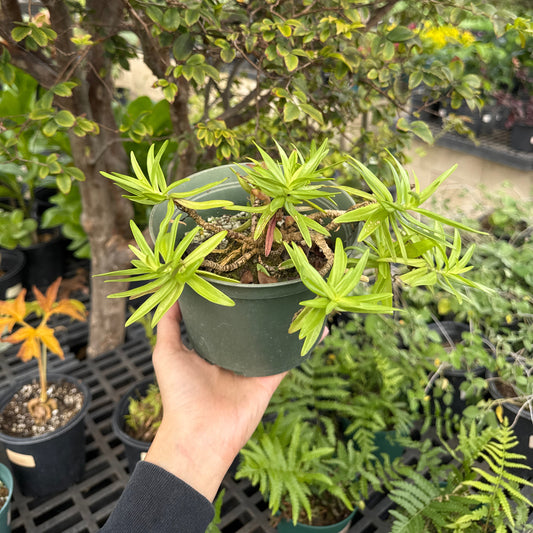 Schiedea kaalae, "Ma'oli'oli"