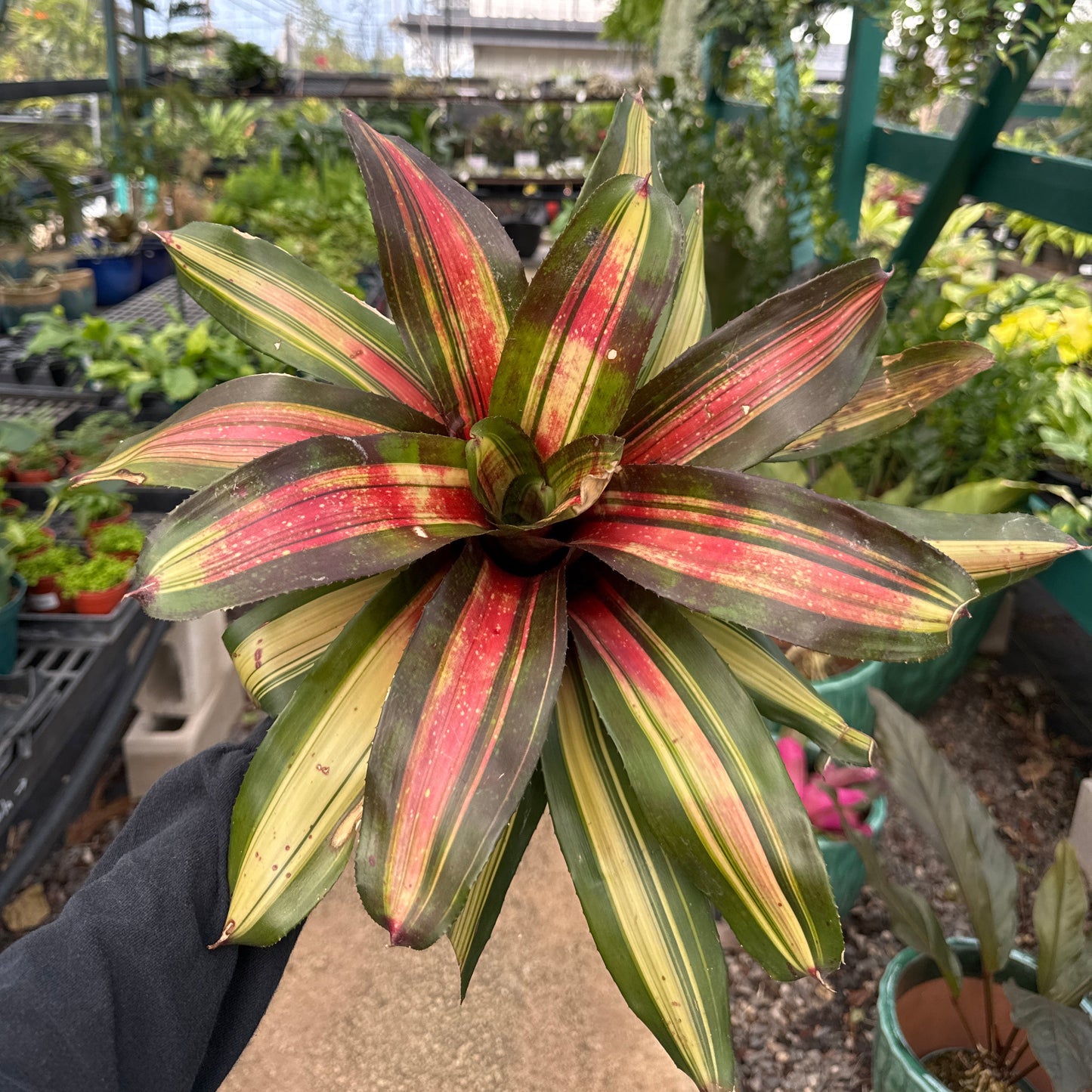 Neoregelia, "Kohala Dawn"