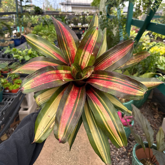 Neoregelia, "Kohala Dawn"