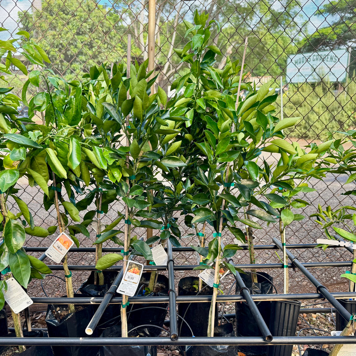 Washington Navel Orange, Dwarf
