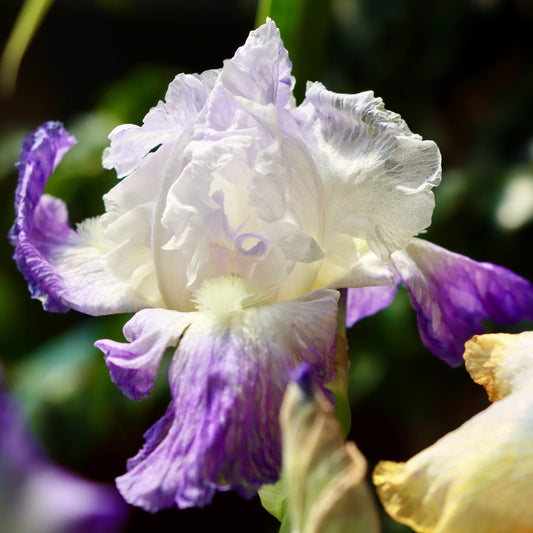 Purple Iris