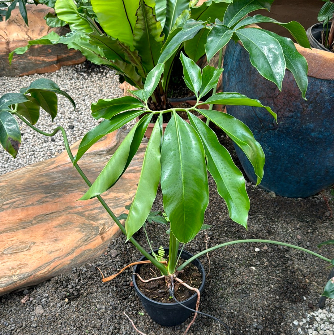 Philodendron goeldii