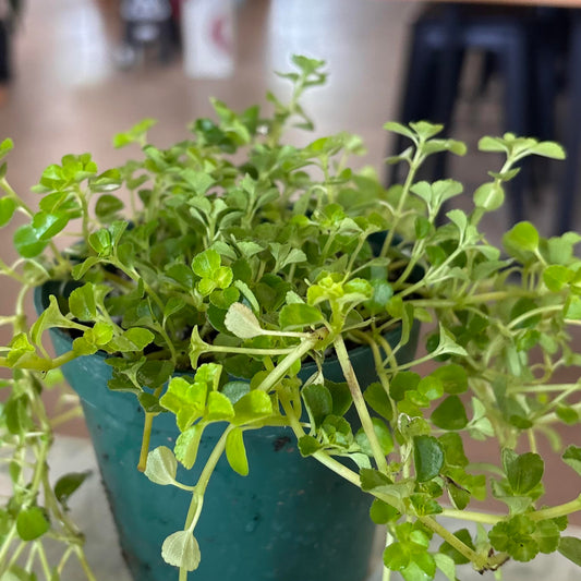 Soleirolia soleirolii 'Baby Tears'