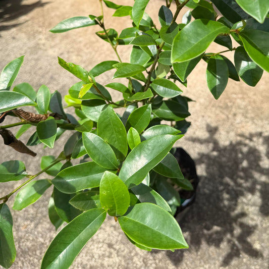 Magnolia figo 'Banana Magnolia'