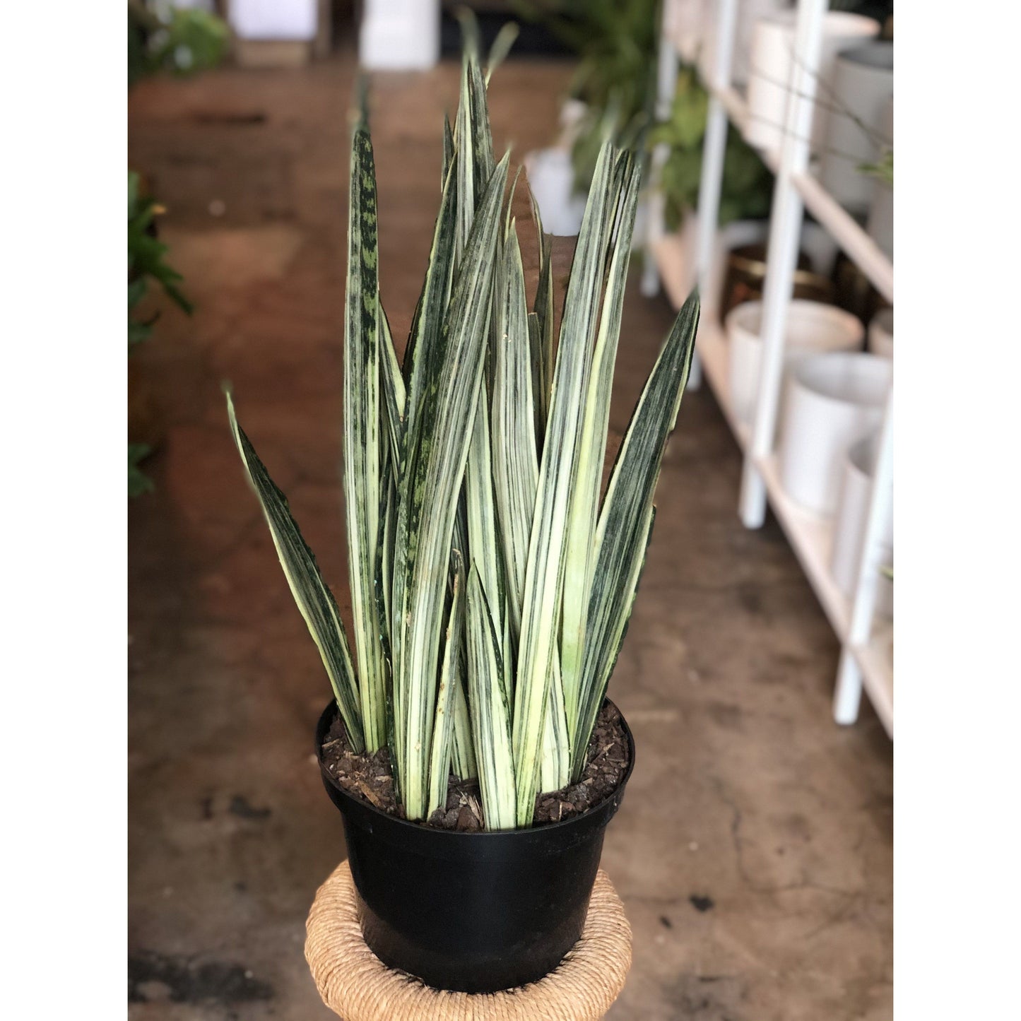 Sansevieria "Bantel's Sensation"