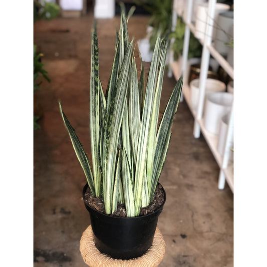 Sansevieria "Bantel's Sensation"