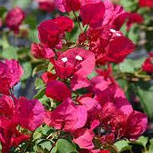 Bougainvillea 'Barbara Karst'
