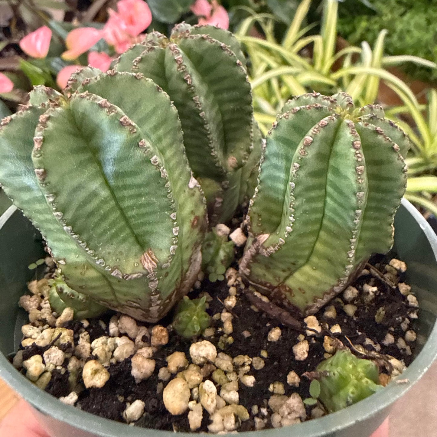 Euphorbia obesa (Baseball Plant)