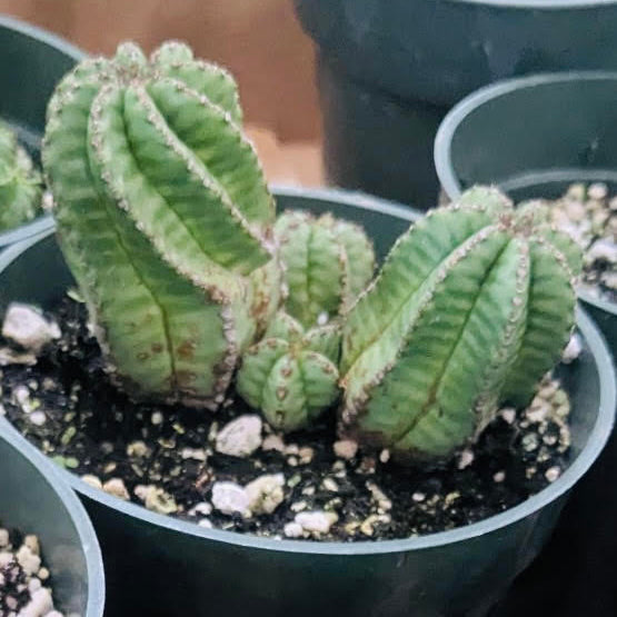 Euphorbia obesa (Baseball Plant)