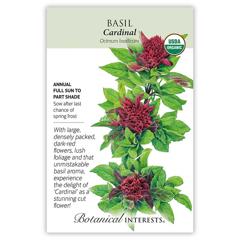 Basil seeds ʻCardinalʻ